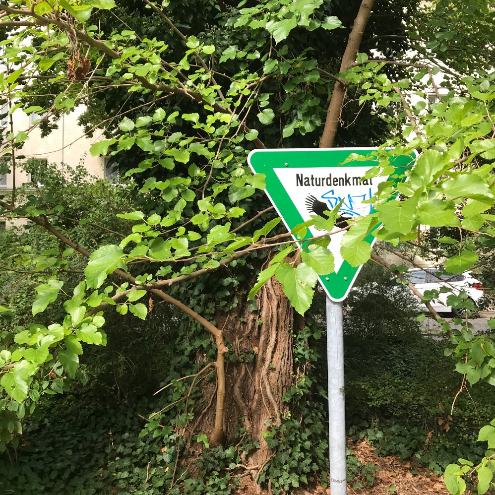 Berliner Pflanze