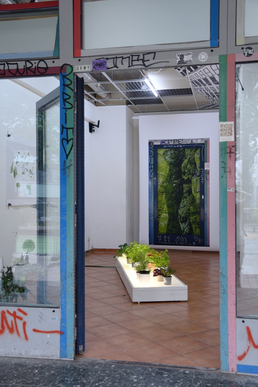 kreuzbergerpflanze01